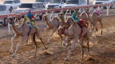 تواصل منافسات الهجن بميدان الذيد