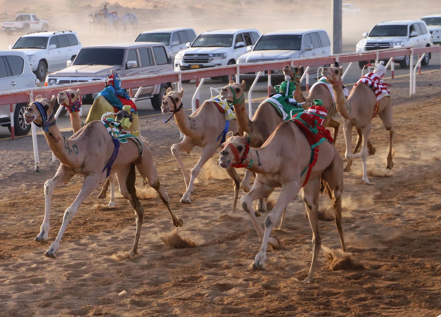 تواصل منافسات الهجن بميدان الذيد