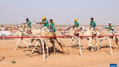 شينخوا الصينية تنشر صورا جميلة لسباق الهجن في العلمين الجديدة